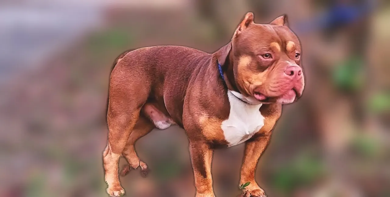 SoloW Country American Bully