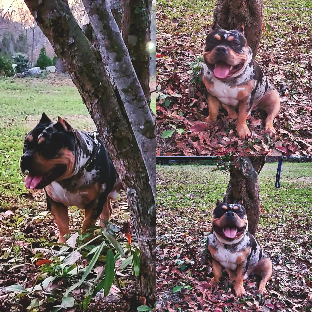 SoloW Country American Bully
