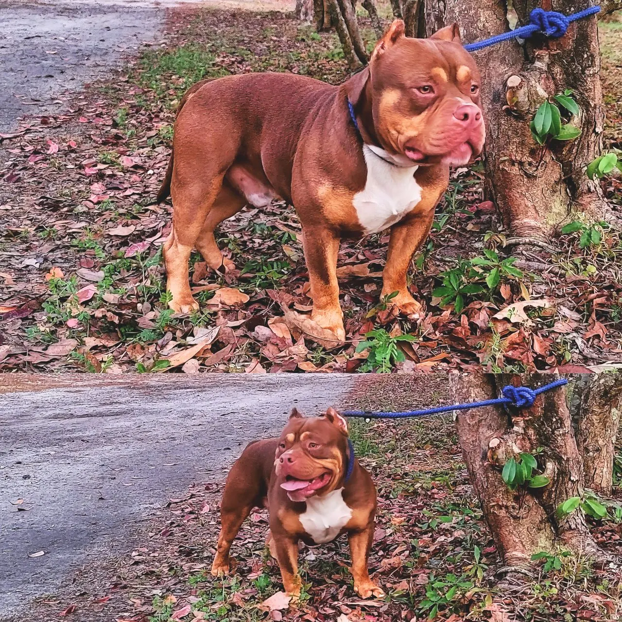 SoloW Country American Bully