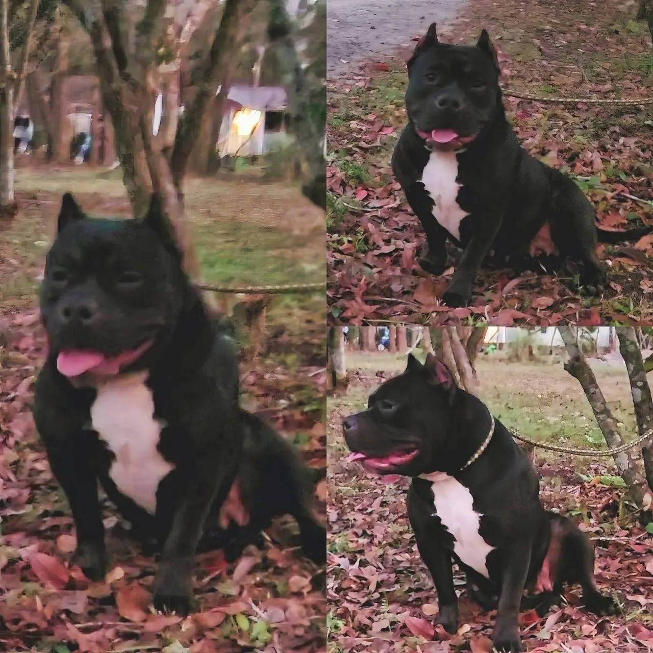 SoloW Country American Bully