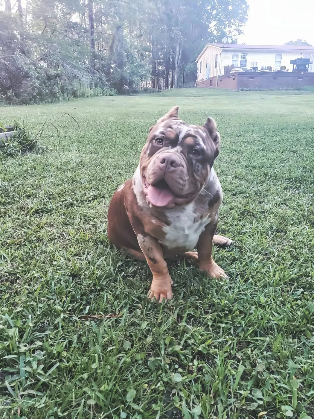 SoloW Country American Bully