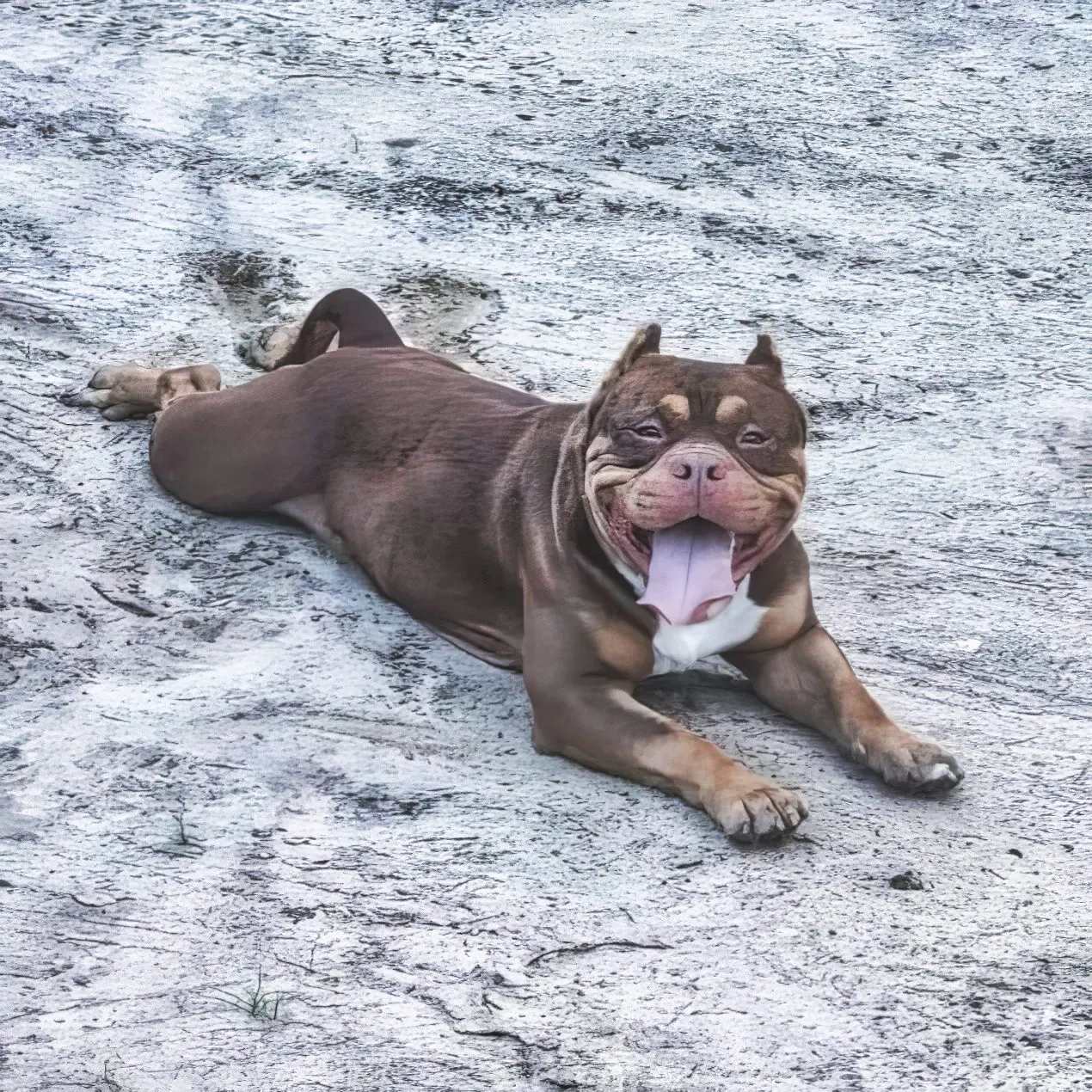 SoloW Country American Bully