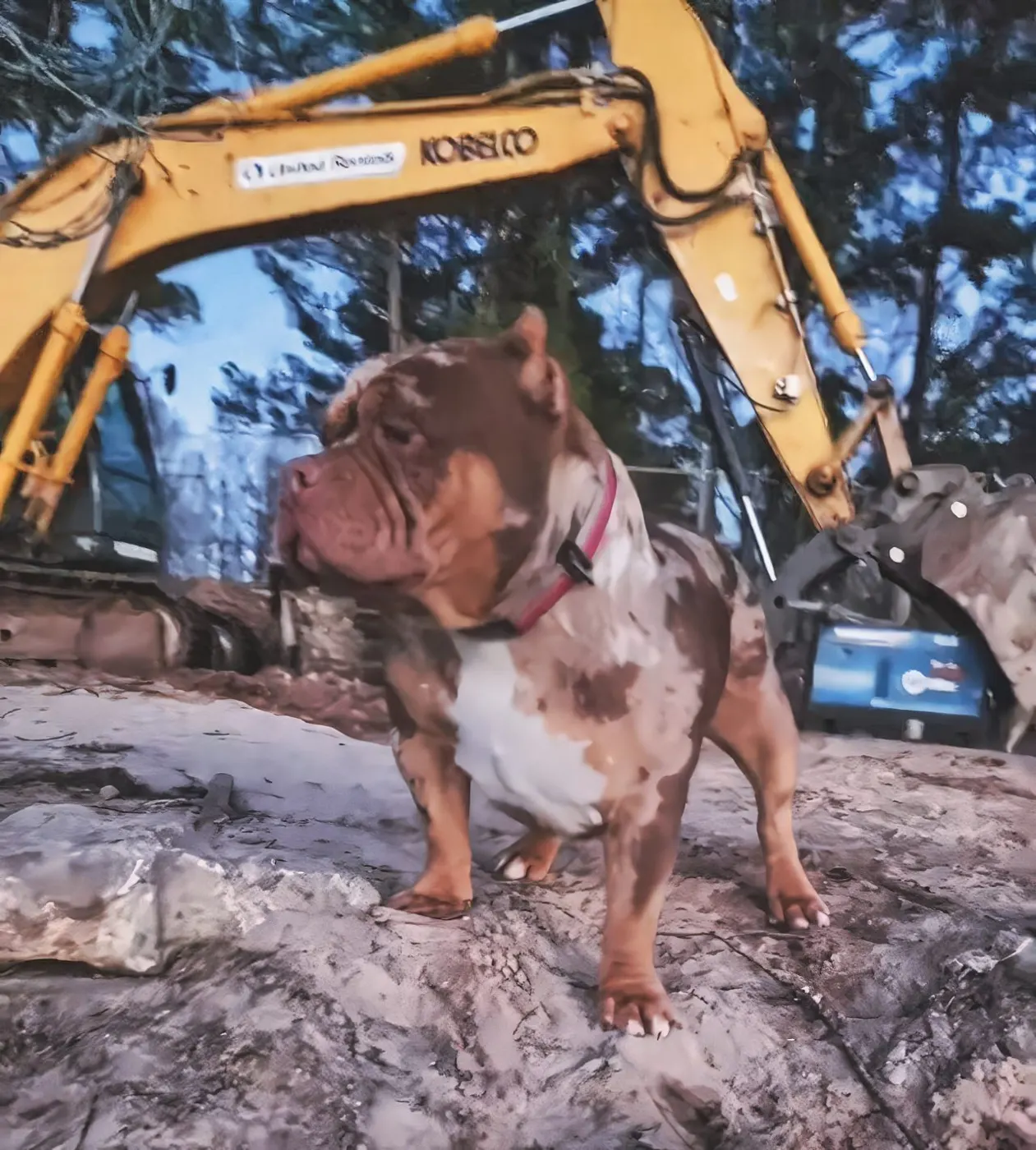 SoloW Country American Bully