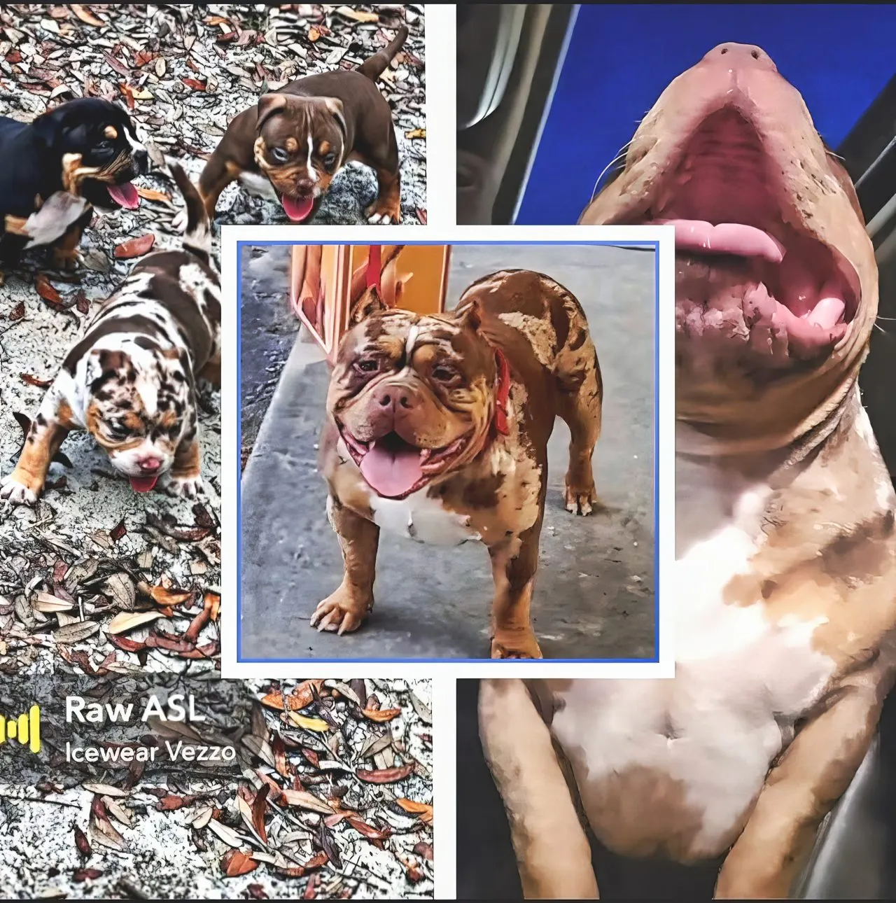 SoloW Country American Bully